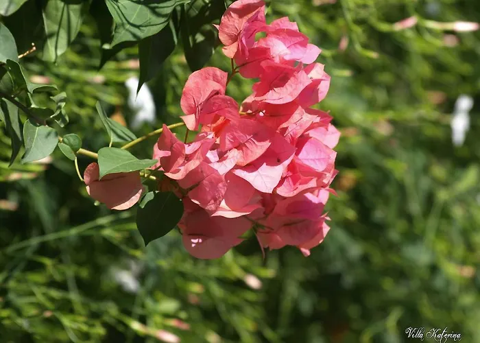 Apart-hotel Katerina Páros